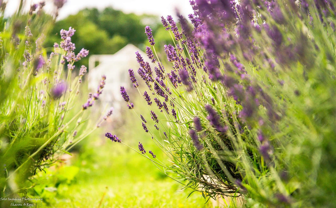 Living lightly upon the land