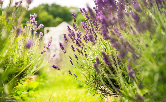 Living lightly upon the land